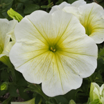 Petunia Prettytoonia Lemon